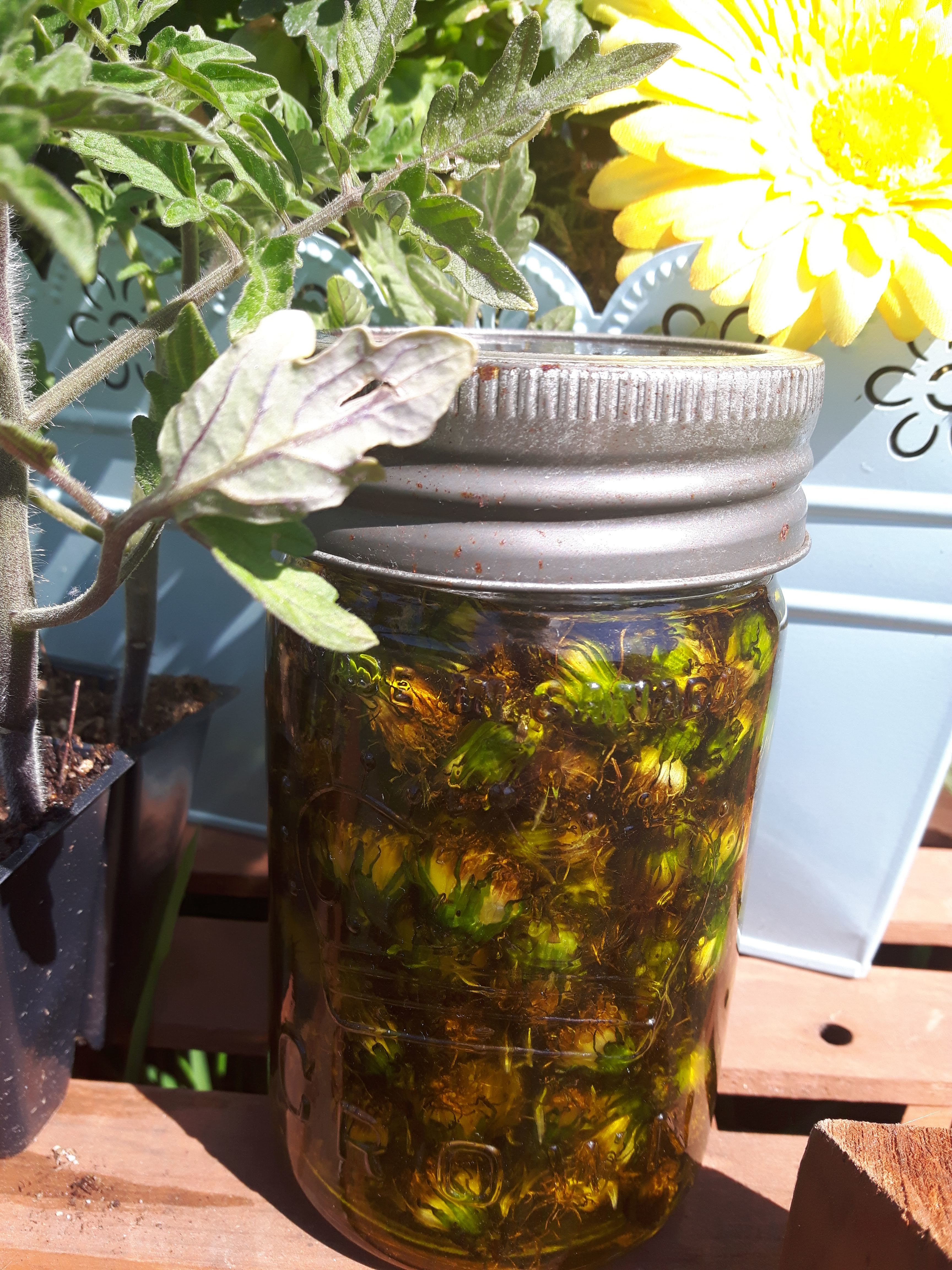 You are currently viewing How to make Dandelion Infused Oil